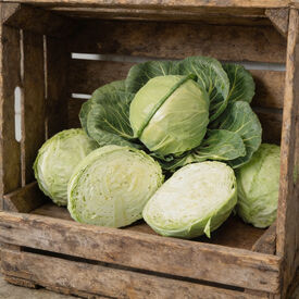 Golden Acre, Cabbage Seeds